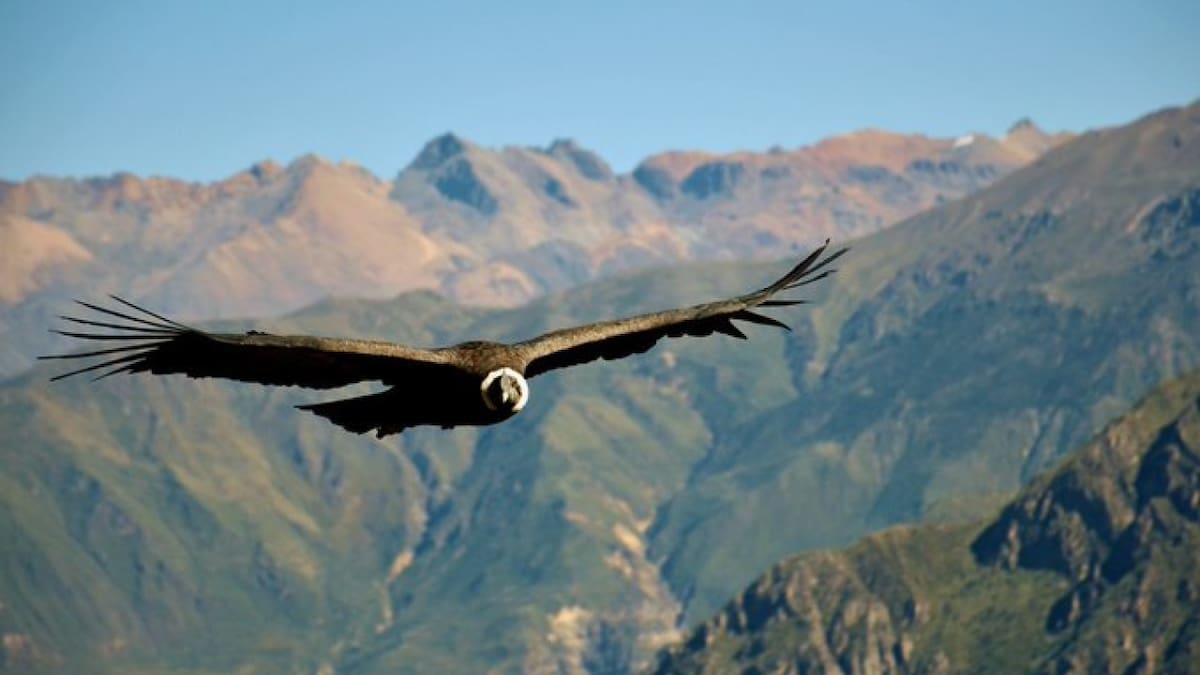 No es el águila: ¿cuál es el ave voladora más grande del mundo?