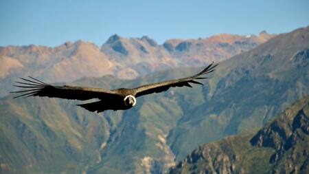 No es el águila: ¿cuál es el ave voladora más grande del mundo?