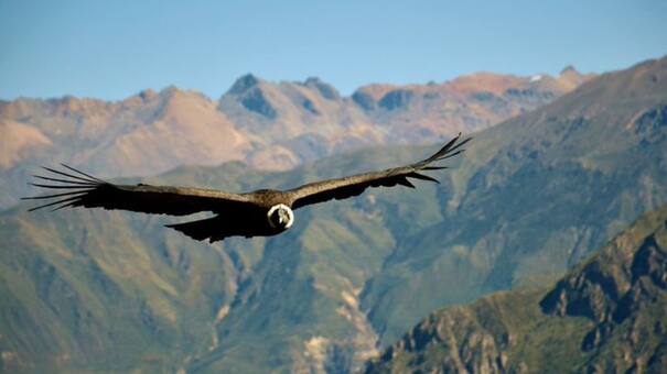 No es el águila: ¿cuál es el ave voladora más grande del mundo?