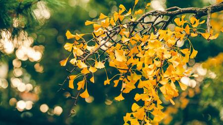 El árbol milenario que se tiñe de un color único en invierno. Foto Unsplash