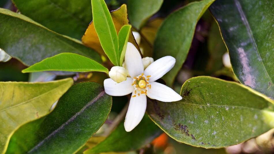 Flor de jazmín. Foto: Pexels.