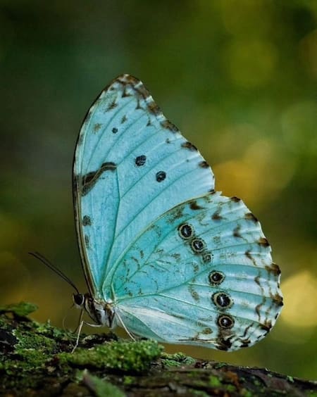 Mariposa bandera argentina. Foto: Instagram/buenosairesjardin