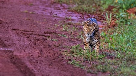 Yaguareté. Foto: Red Yaguareté (Adrián Heredia).