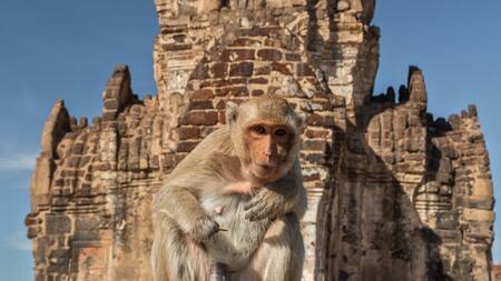 Lopburi, Tailandia. Foto: Unsplash.