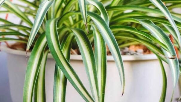 Compite con la lengua de suegra: la planta para decorar interiores que tiene un beneficio clave