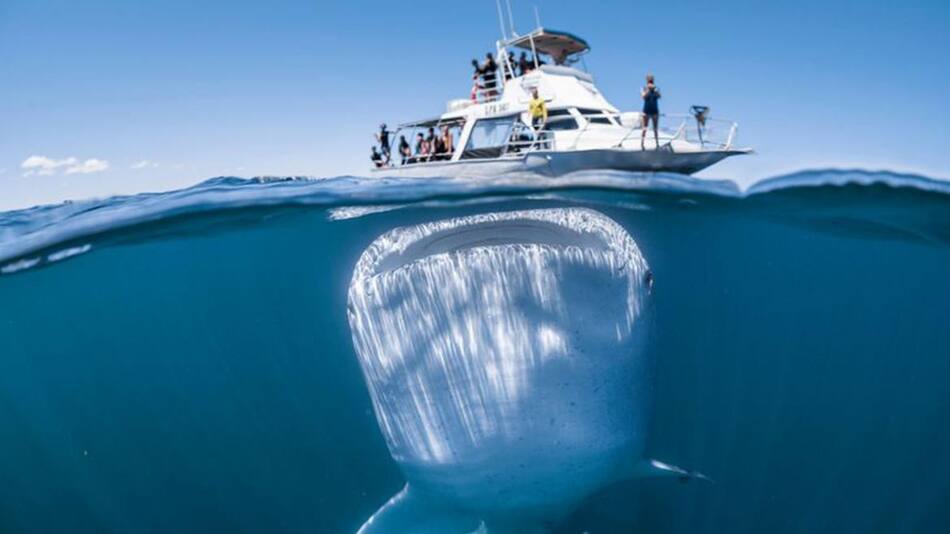 Impactante imagen de un tiburón debajo de un pequeño barco con turistas