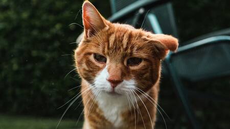Cómo saber si un gato está envejeciendo