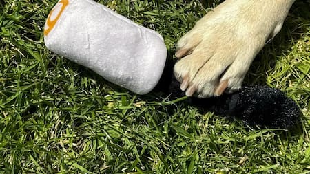 La línea de Selena Gómez lanzó productos para mascotas. Foto: Instagram/rarebeauty.