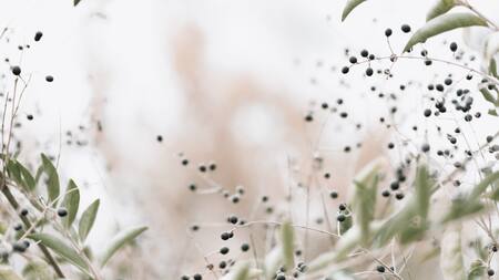 Laurel. Foto: Unsplash