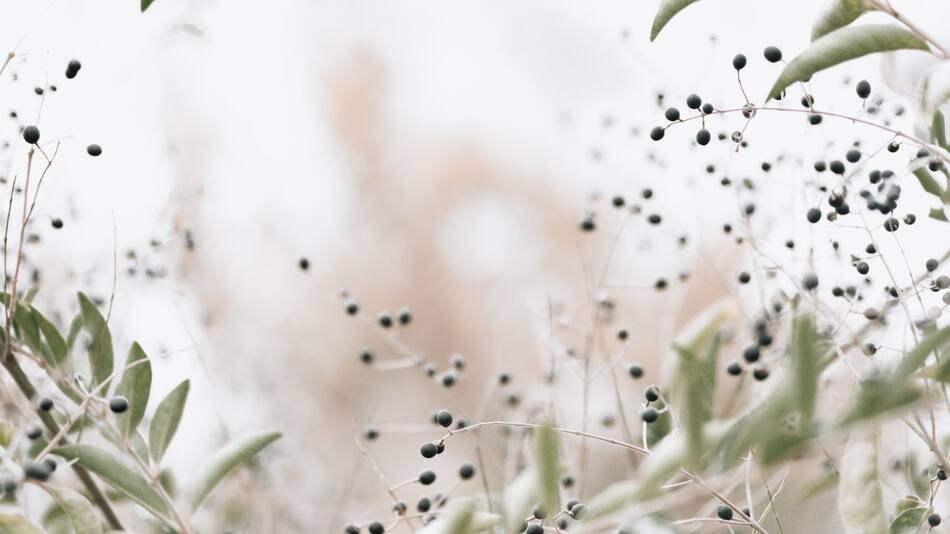 Laurel. Foto: Unsplash