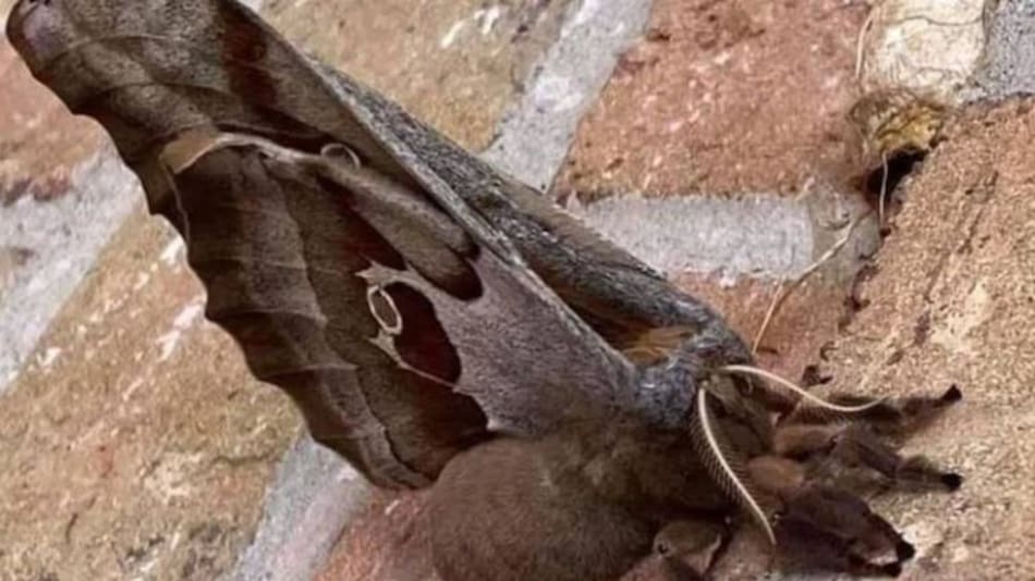 "Tarántula con alas". Foto: X