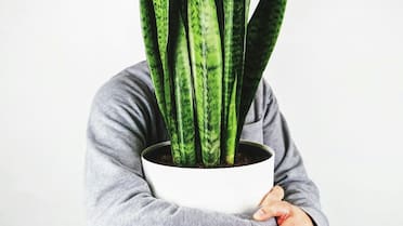 Los beneficios extra de la lengua de suegra: ¿por qué es tan importante enterrar trozos de sus hojas en otras plantas?