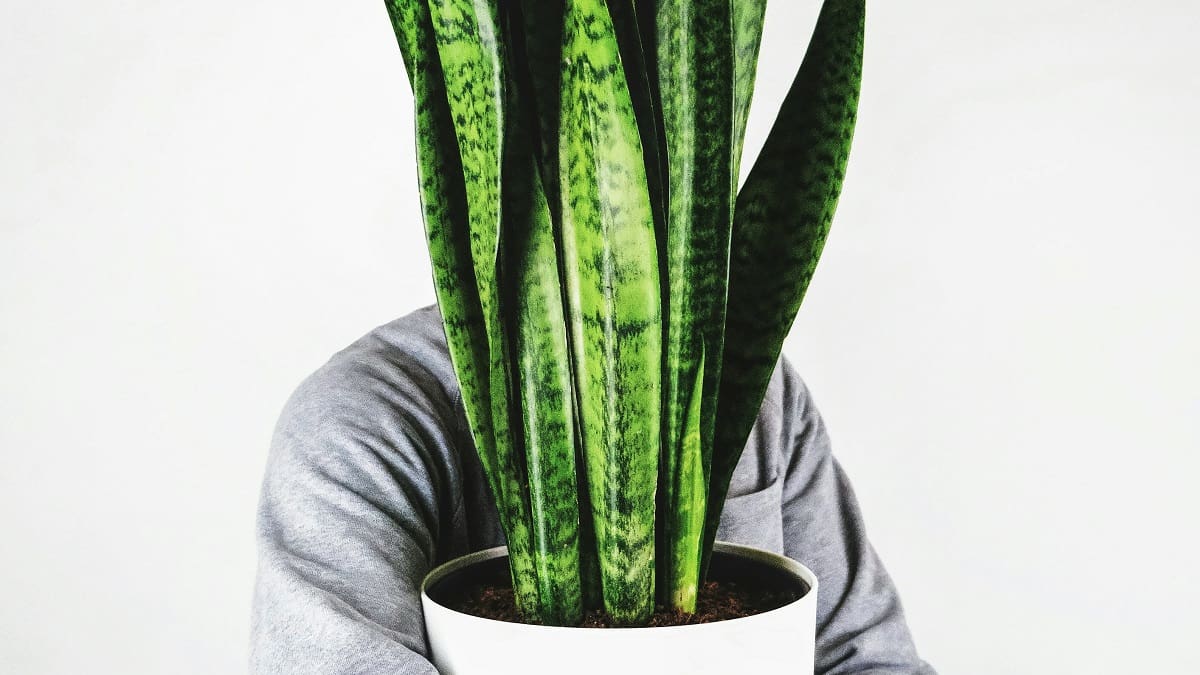 Los beneficios extra de la lengua de suegra: ¿por qué es tan importante enterrar trozos de sus hojas en otras plantas?