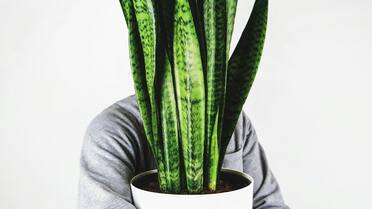 Ni para decorar ni como fertilizante: para qué sirve la sal gruesa en la tierra de la lengua de suegra