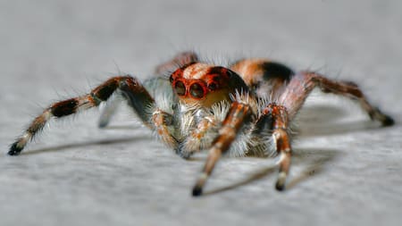 Araña. Foto: Unsplash