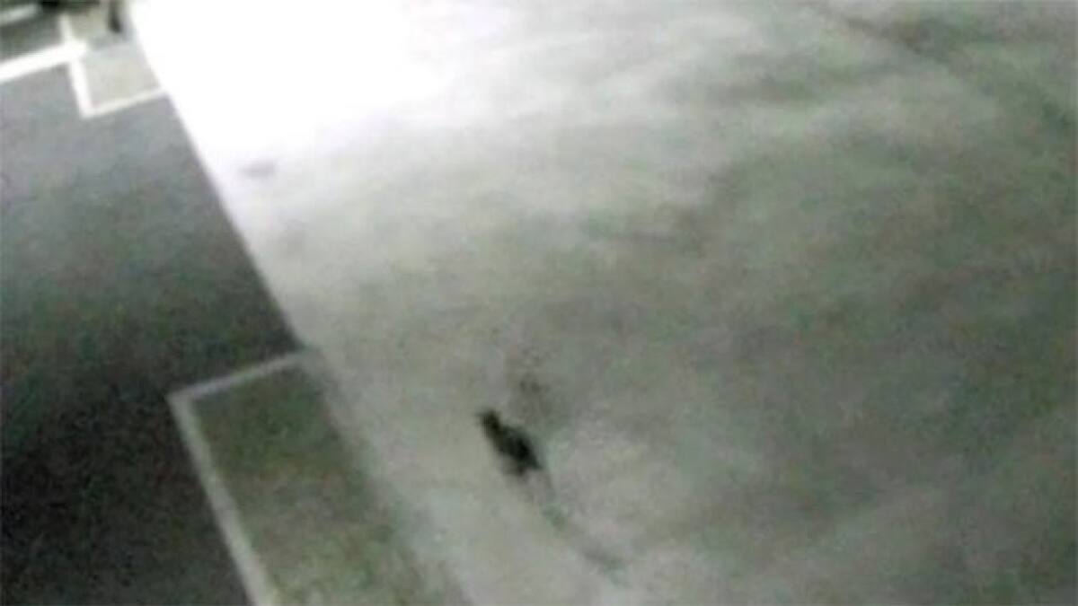 El gato que escapó de la fábrica. Foto: Captura pantalla.