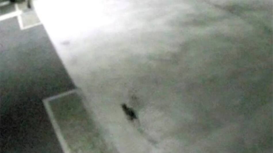 El gato que escapó de la fábrica. Foto: Captura pantalla.