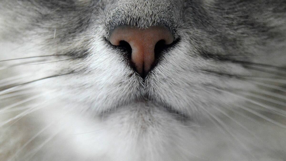 Por qué los gatos son considerados “perfectos” por la evolución, según la ciencia. Foto: Unsplash.