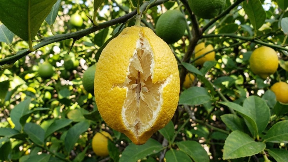 Cómo reconocer si los limones están por rajarse: las señales que hay que mirar en el árbol