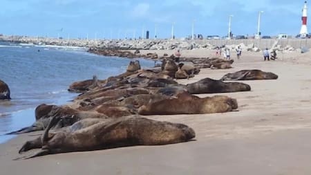 Muerte de lobos. Foto: NA.