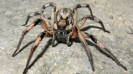 Encuentran una araña parecida a Aragog, de "Harry Potter"