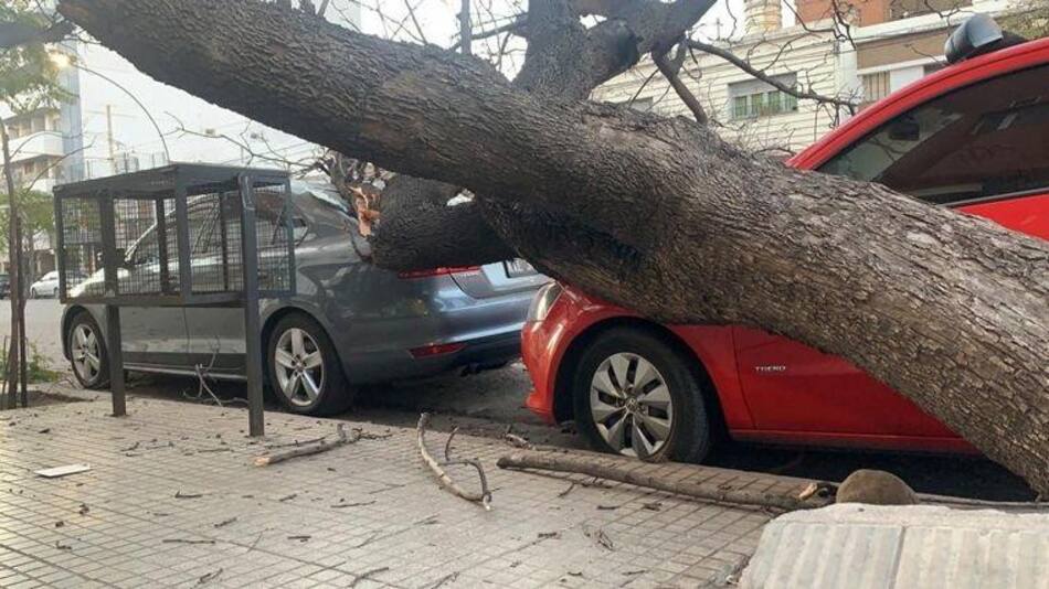 Cayó un añoso árbol y dañó dos autos en Córdoba, Fotos Cadena 3