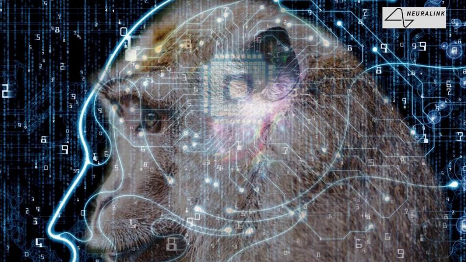 Neuralink, insertó un chip a un mono para que juegue videojuegos con la mente