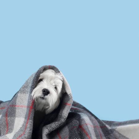 Perro abrigado, ola de frío. Foto: Freepik