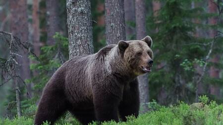 Oso pardo. Foto: Wikipedia.