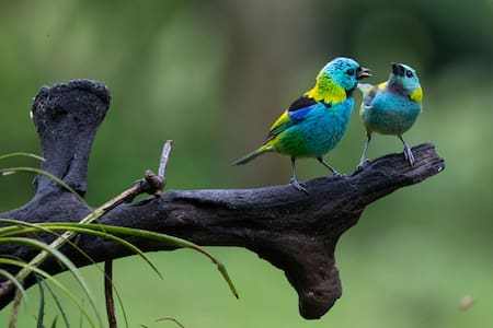 Saíra arcoiris. Foto: Télam.