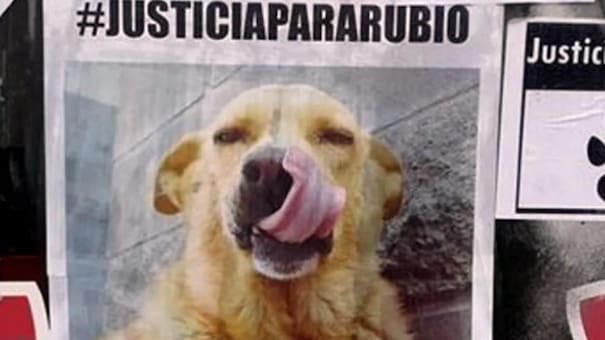 Condenaron a un año y medio de prisión a un conductor por arrastrar y matar a un perro con su camioneta