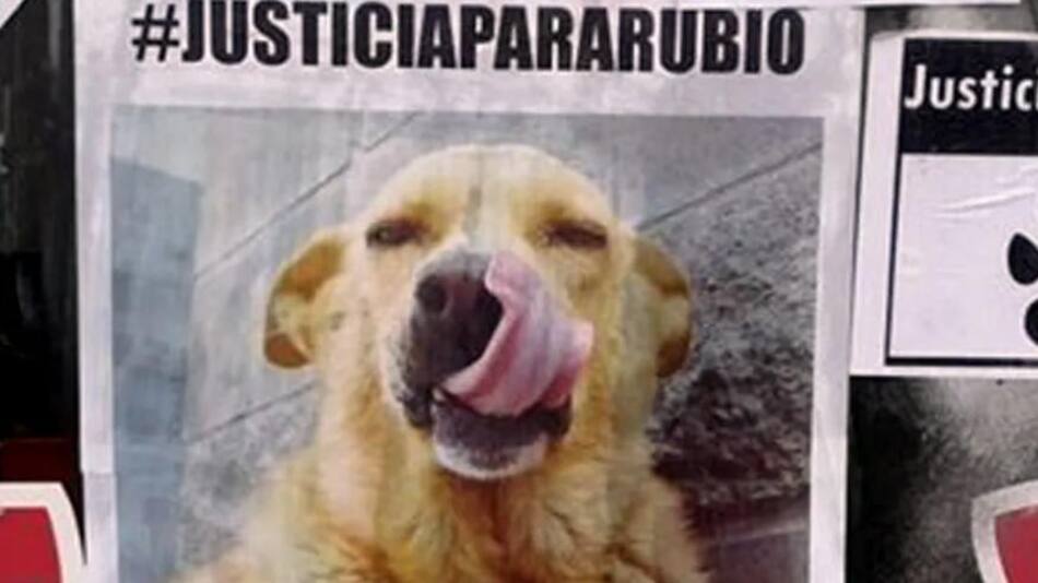 Rubio, perro asesinado en Mar del Tuyú.