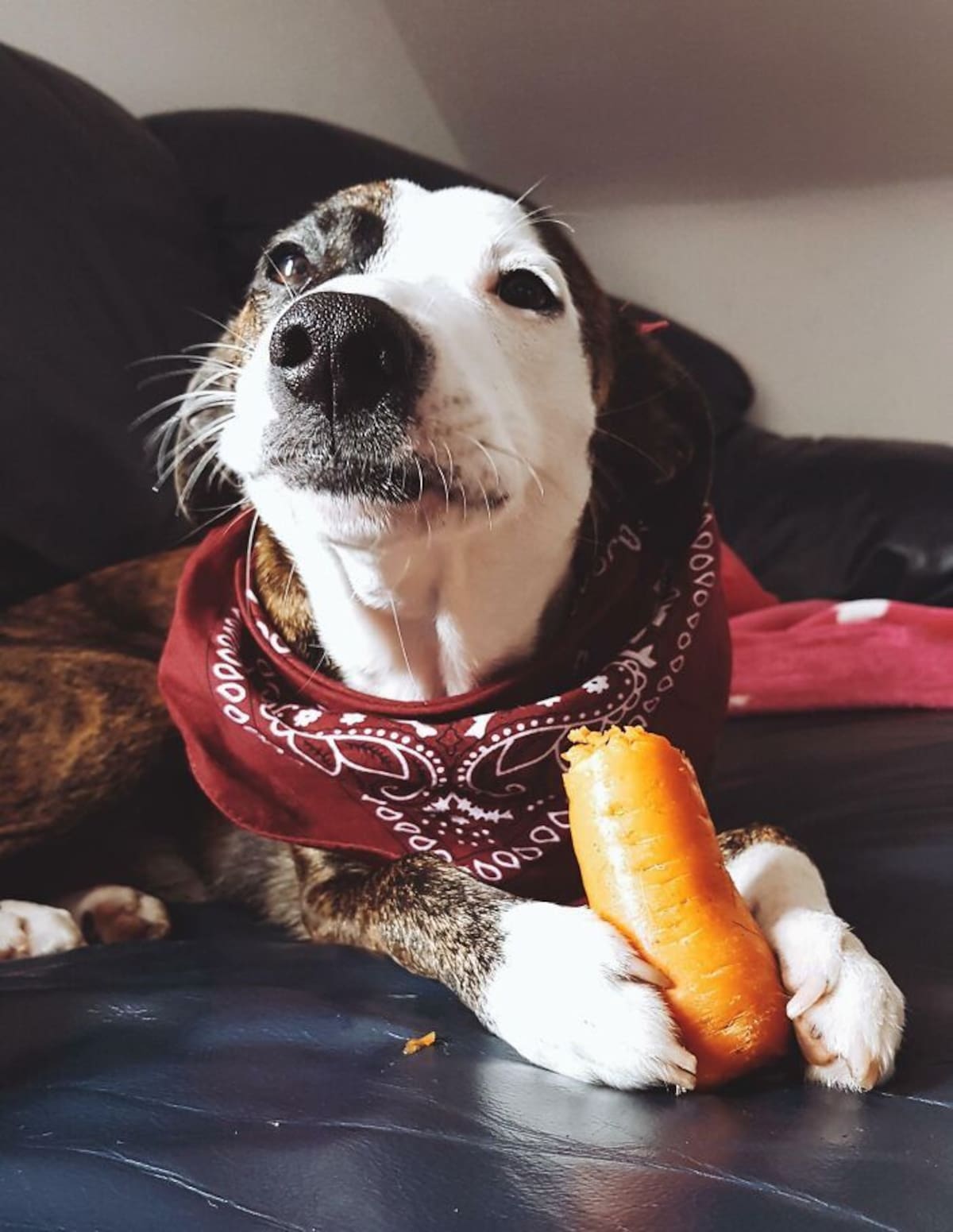 Como cuidar la panza de los perros: con sopa de zanahoria