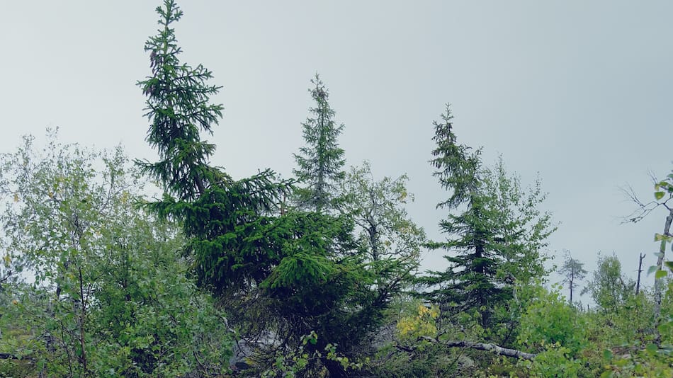 Bosque torcido. Foto: Unsplash.