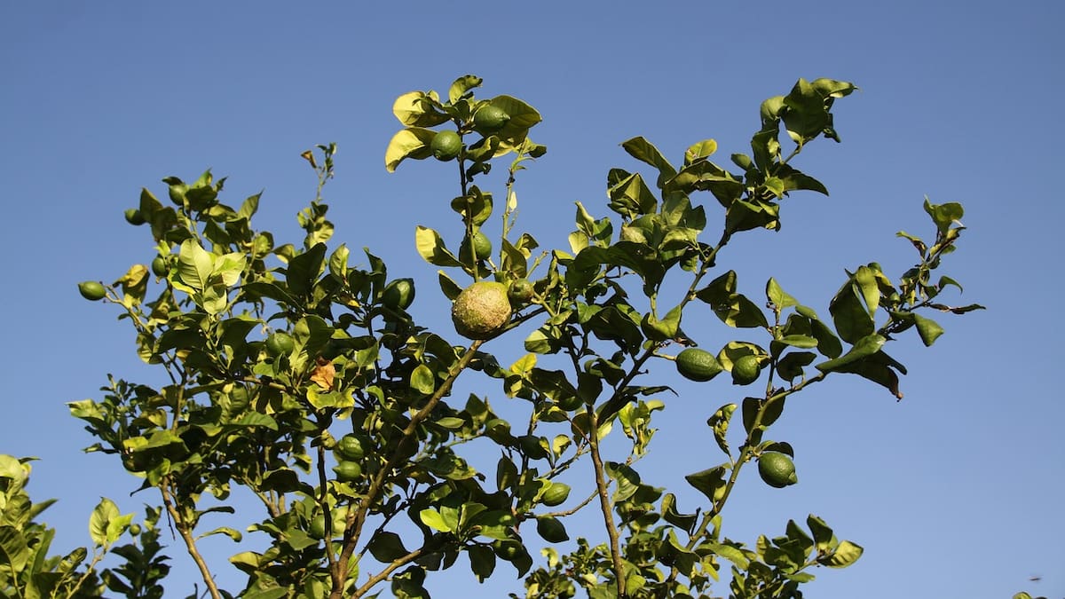 Para ahorrar en la verdulería: los árboles frutales que se pueden plantar en macetas