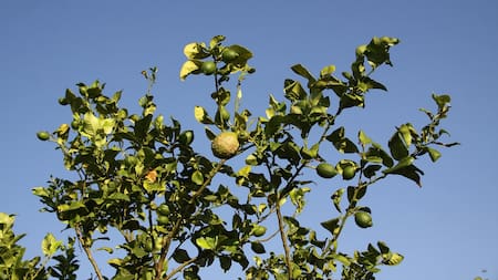 Hay 7 árboles frutales que se pueden plantar en macetas y en un menor espacio.