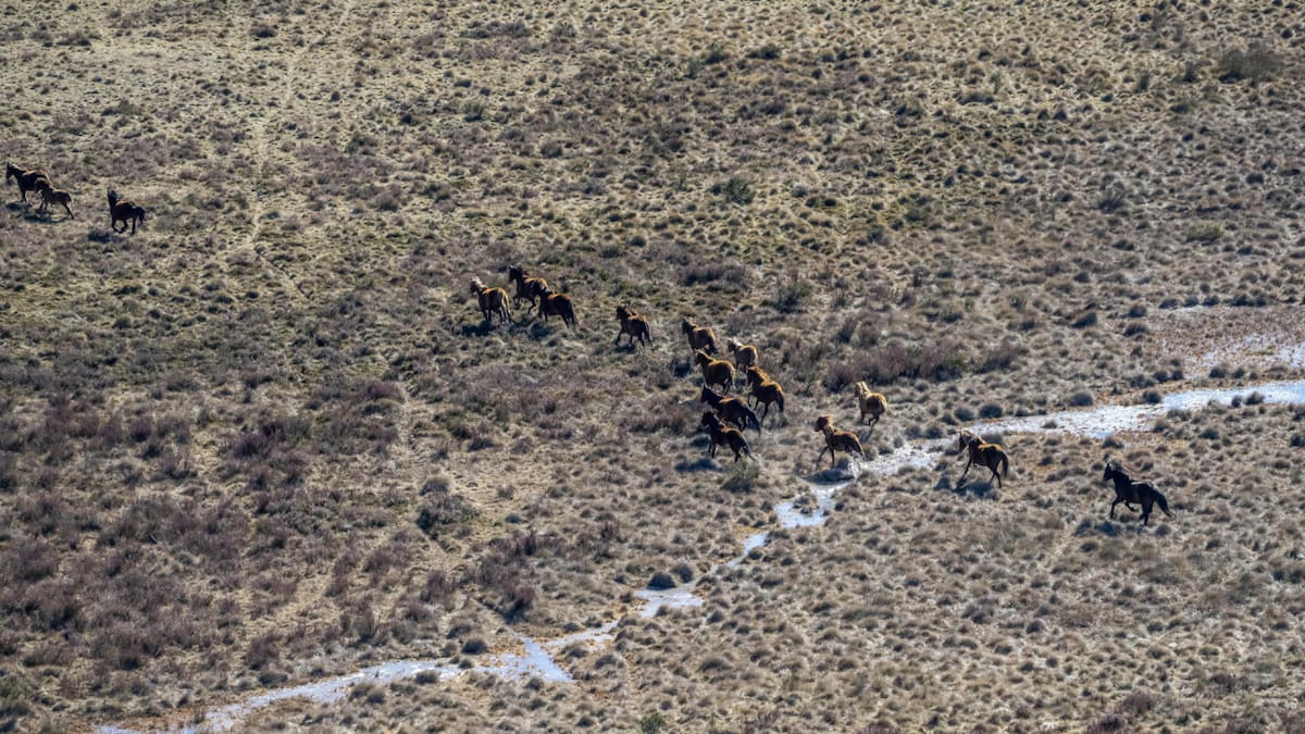 Caballos salvajes, Australia. Foto: EFE