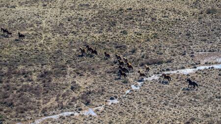 Caballos salvajes, Australia. Foto: EFE