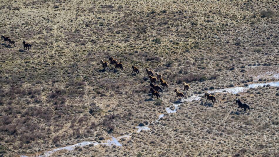 Caballos salvajes, Australia. Foto: EFE