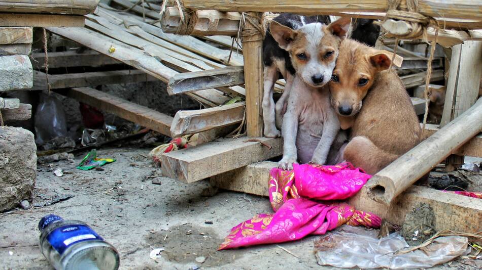 Perros de la calle. Foto Unsplash.