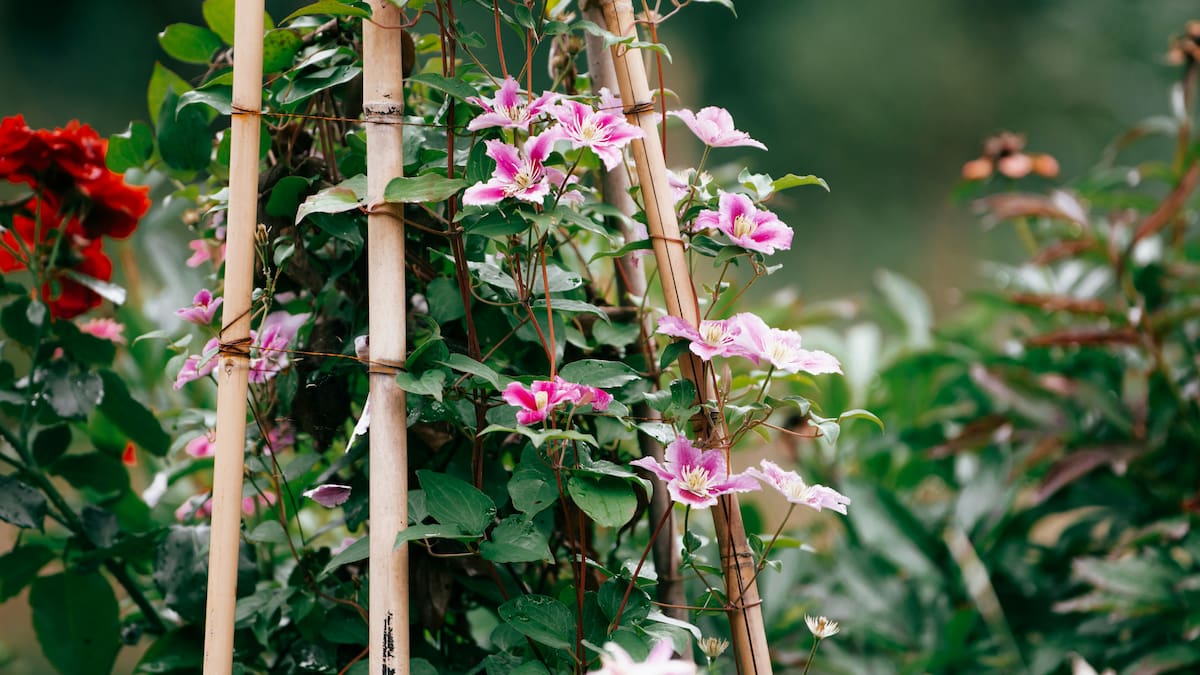 Clematis.