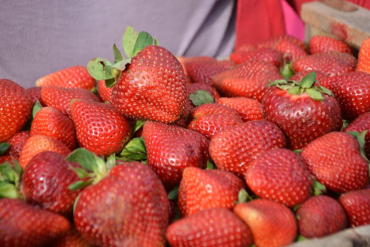 Fiesta de la Frutilla en General Rodríguez.