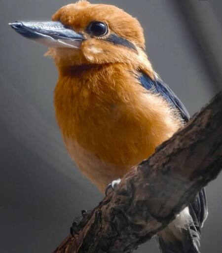 Ave "Martín pescador de Guam". Foto: Instagram / huellitasporunsueno.