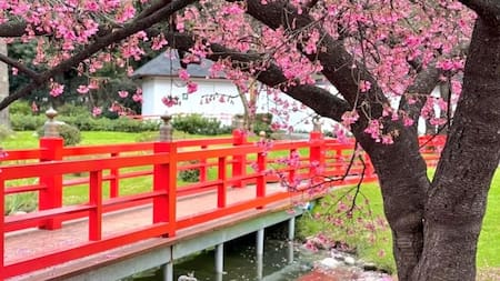 Florecen los sakuras en el Jardín Japonés.