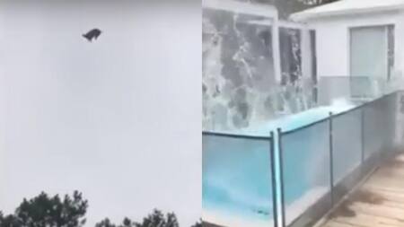 Empresario tiró a un cerdo desde un helicóptero a una pileta