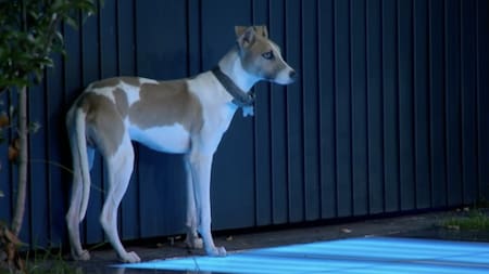 Arturo, el perro que entró a la casa de Gran Hermano. Foto X.