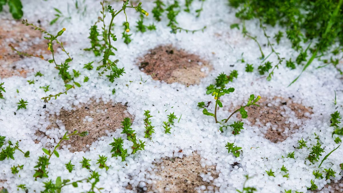 Graupel es un fenómeno de aspecto parecido al granizo