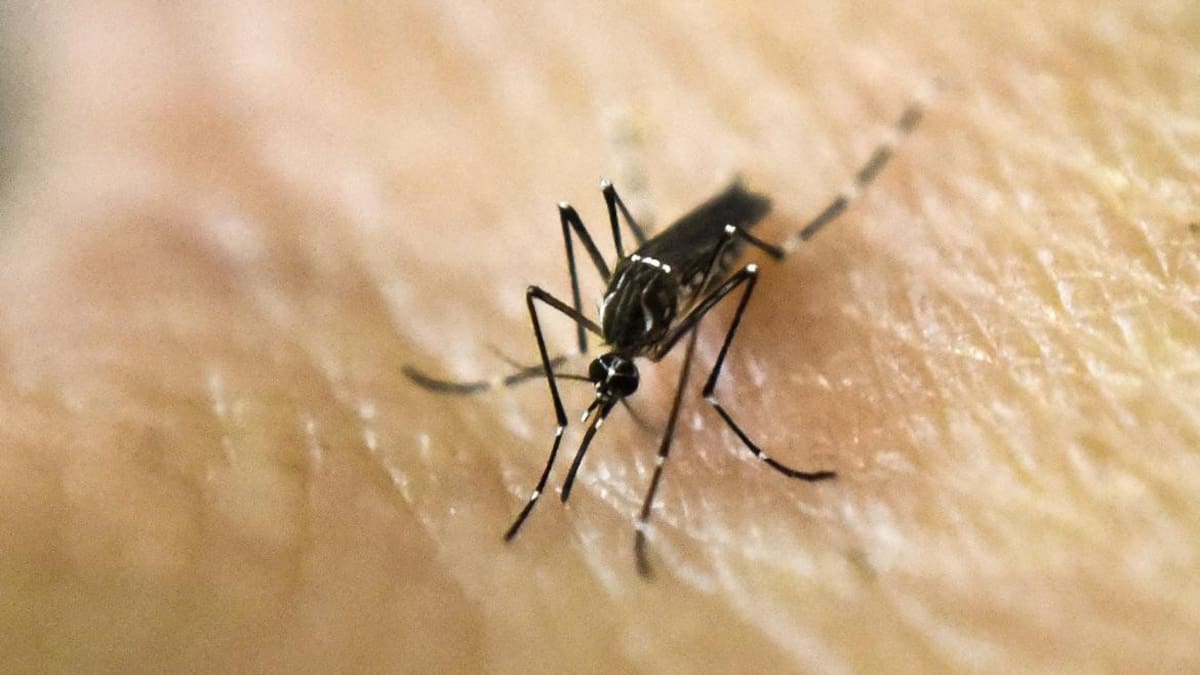 Dengue. Foto: NA.