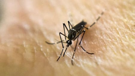 Dengue: cuáles son las vacunas que hay en Argentina para hacerle frente a la epidemia
