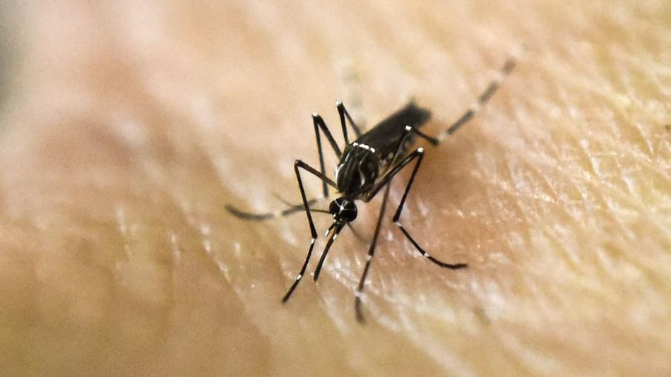 Dengue. Foto: NA.